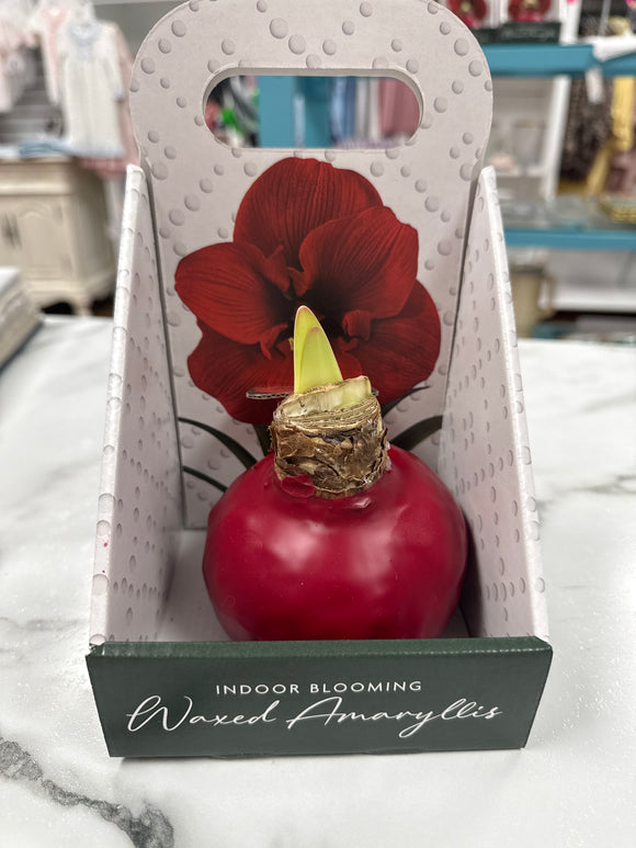 Waxed Amaryllis-Indoor Blooming
